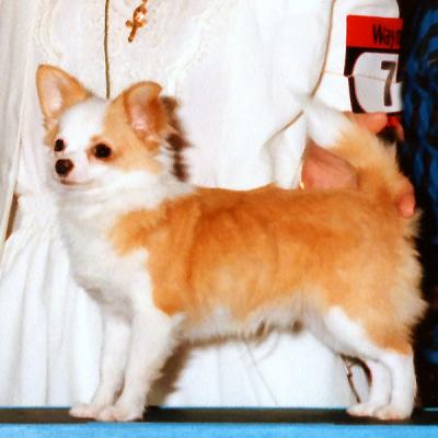 Winners Dog: Chihuahua Club of America