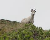 Dall Sheep