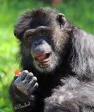 Chimp