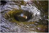 Reflection in the Whirlpool 2005