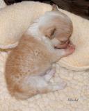 3 weeks old