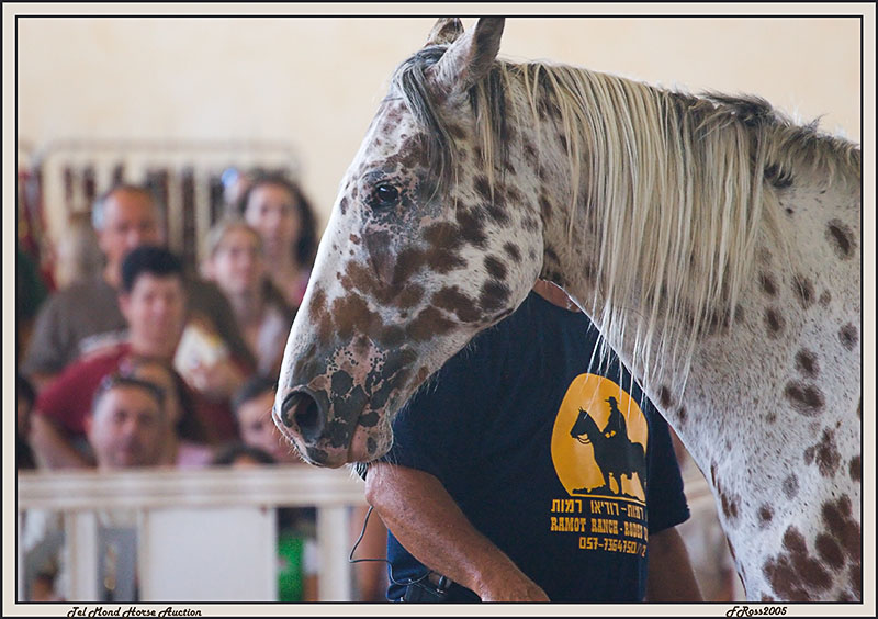 Tel Mond Horse Auction.jpg