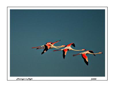 Flamingos in Flight small.jpg