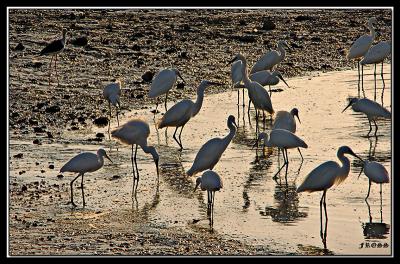 White Herons and one Stork at Sunset.jpg