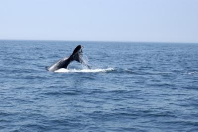 Whale Watch