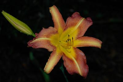 Daylilly