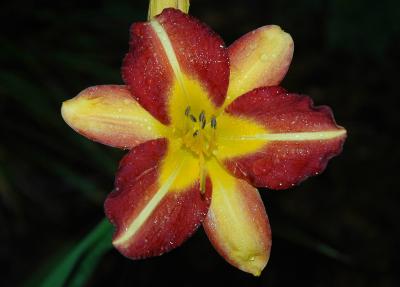 Daylilly