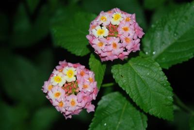 Lantana