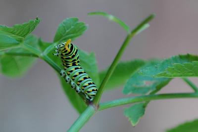 Black Swallowtail larva