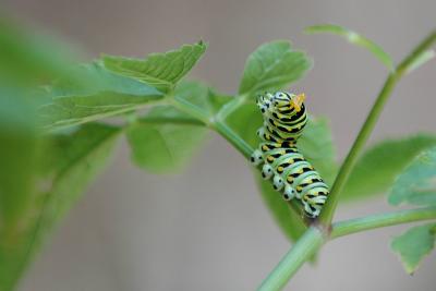 Black Swallowtail larva