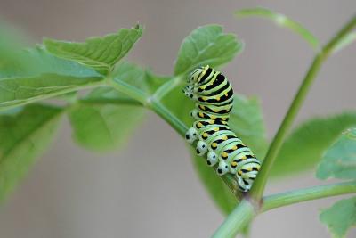 Black Swallowtail larva