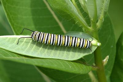 Monarch larva on milkweed