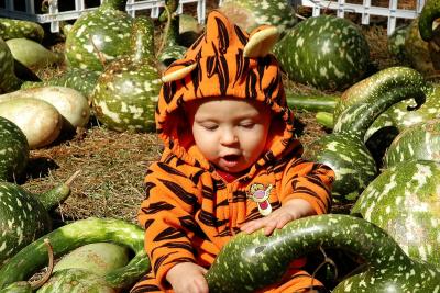 Brooks in the gourd patch