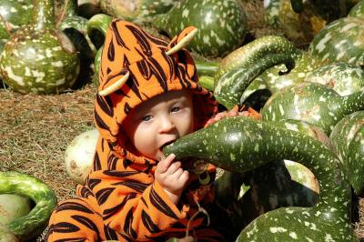 Brooks using his new teeth on a gourd