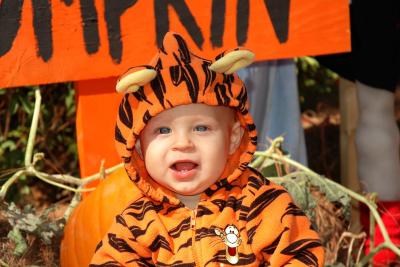Tigger in the pumpkin patch