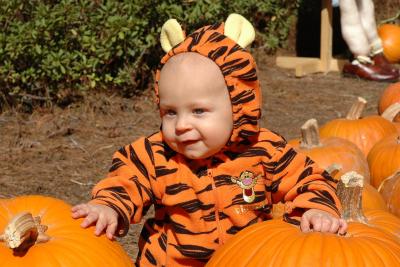Tigger in the pumpkin patch