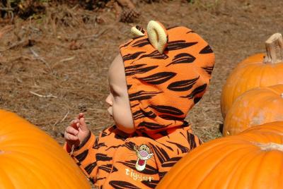 Tigger in the pumpkin patch