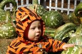 Brooks in the gourd patch