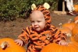 Tigger in the pumpkin patch