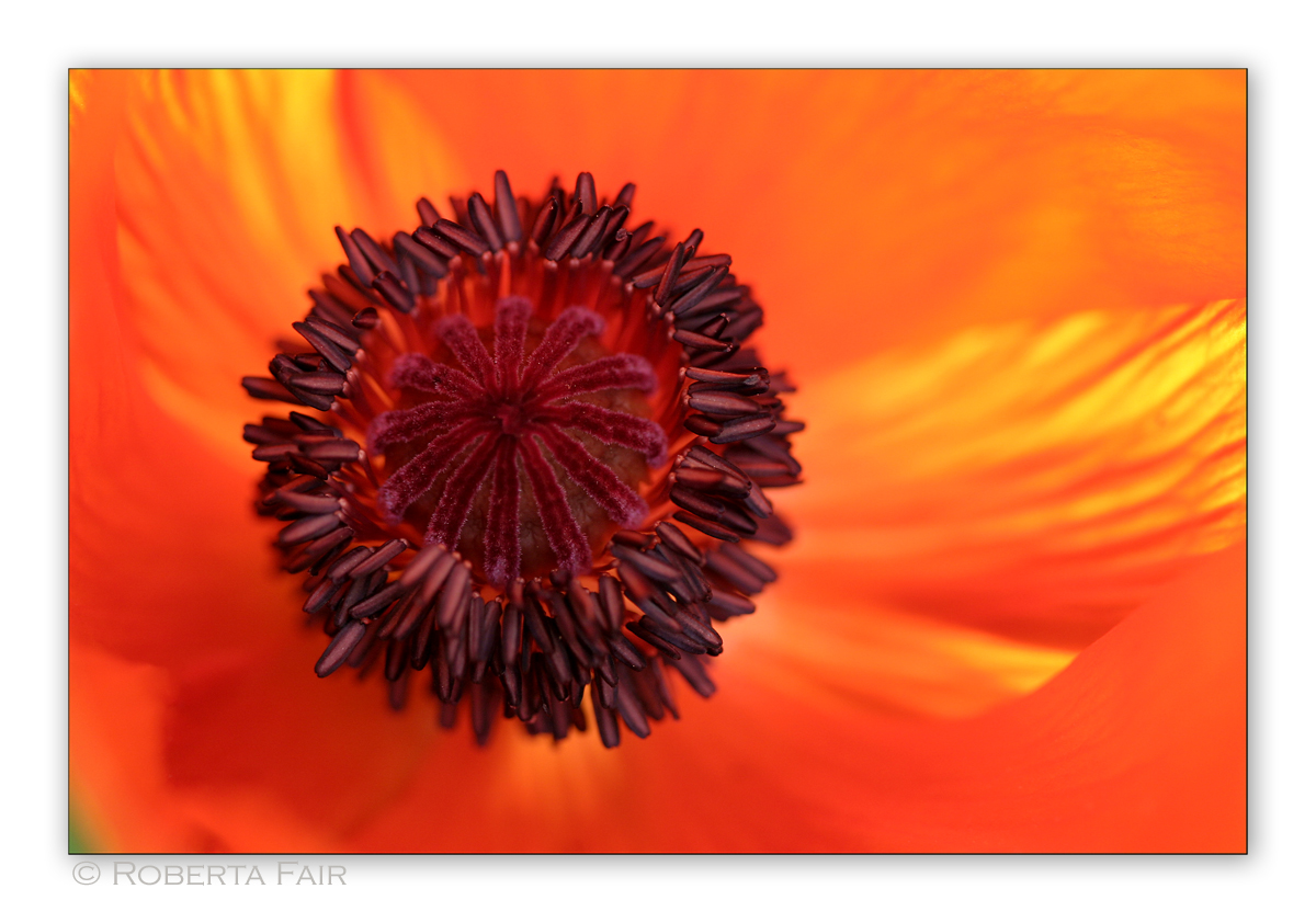 Poppy