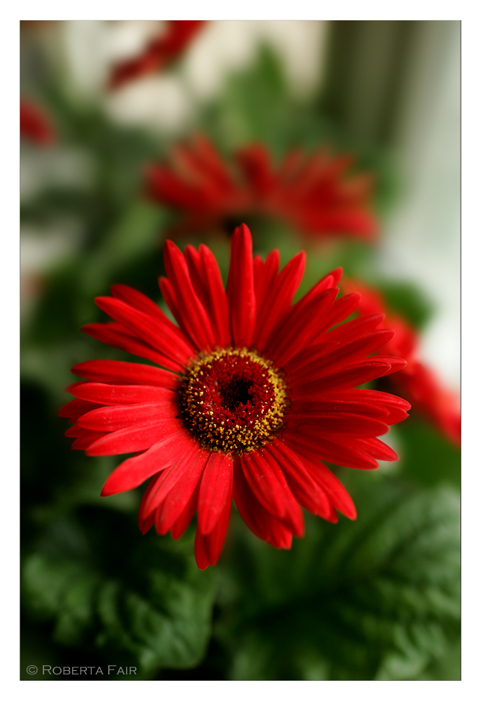 Gerbera