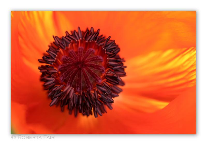 Poppy