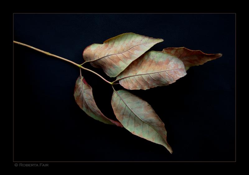 Fall