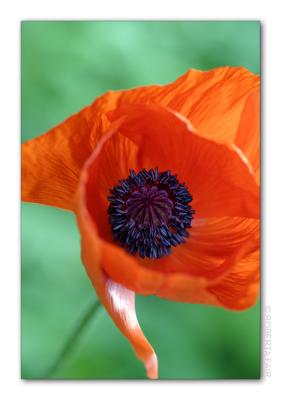 Poppy