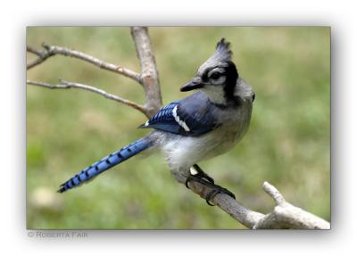 Bluejay