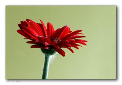 Gerbera