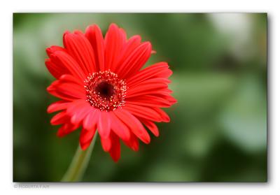 Gerbera