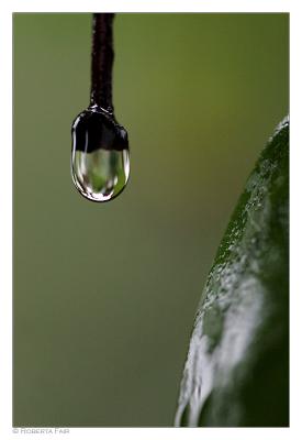 Droplet and Leaf