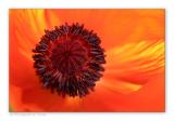 Poppy