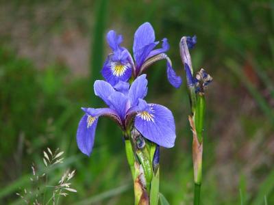Wild Iris