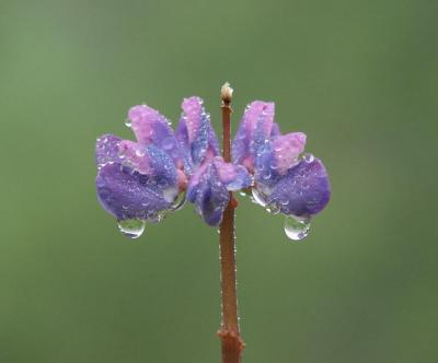 Raindrops