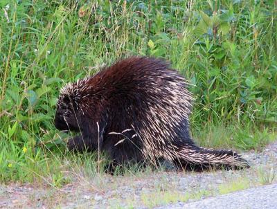 Mr. Prickly