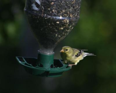 Goldfinch