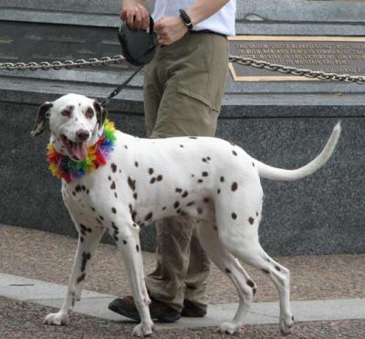 Happy Dog