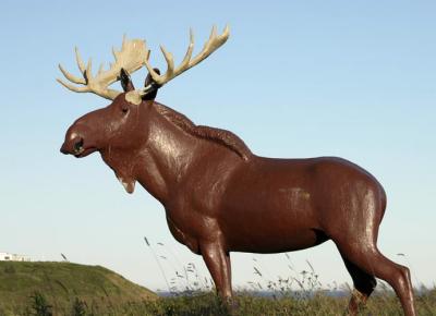 Cow Bay Moose