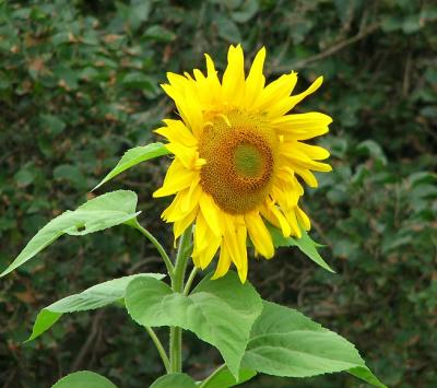 Sunflower Time