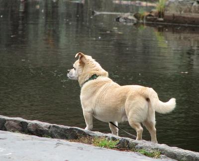 Watching For Ducks