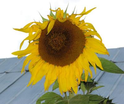 The Last Sunflower