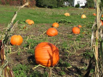 A Pumpkin Field