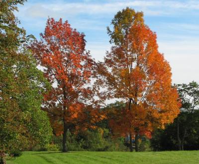 Beautiful Trees