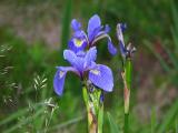 Wild Iris