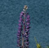 Lone Lupine