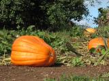 The Harvest