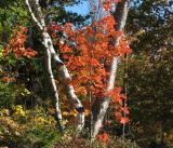 Bright Trees