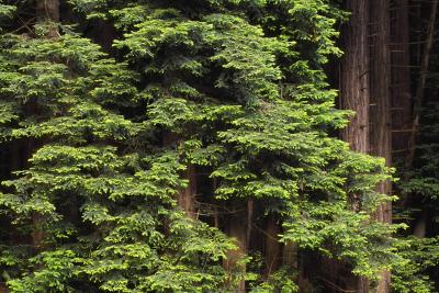 sequoia sempervirens