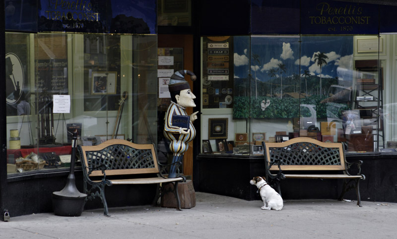 Boston Masters Voice.jpg